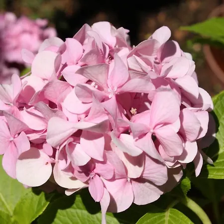 Appartement With Parking Space Podgora, Makarska - 6911 *